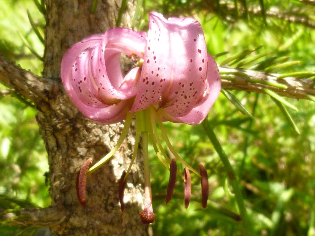 Turk's cap lily, Türkenbundlilie