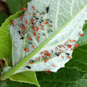 Red and Black Aphids