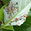 Red and Black Aphids