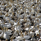 Cape Gannet