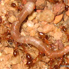 Red ants attacking Earthworm