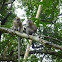Long-tailed Macaques