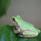 Cope's Gray Tree Frog