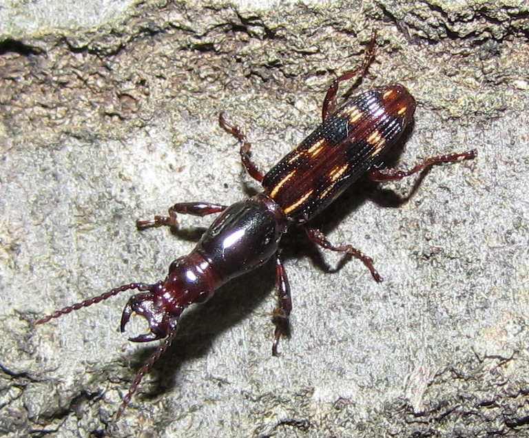 Oak Timberworm (male)