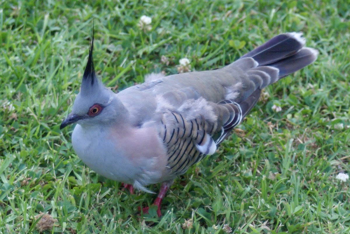 Crested Pigeon