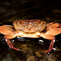 Freshwater Crab