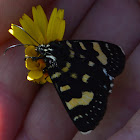 Agaristinid moth