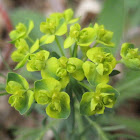 Cypress Spurge