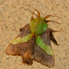 Parasa Moth