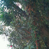 Western yew