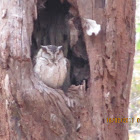 Collared Scops Owl