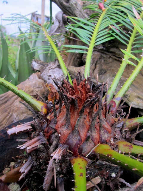 Sago Palm