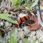 Female Red Velvet Ant