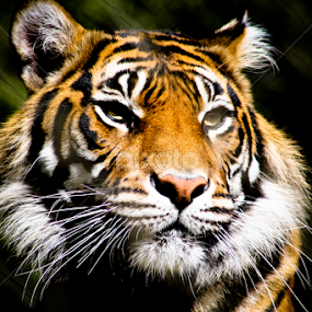 in the distance by Mindee Green - Animals Lions, Tigers & Big Cats