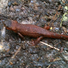 rough-skinned newt