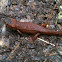 rough-skinned newt
