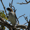 White-browed Sparrow-weaver