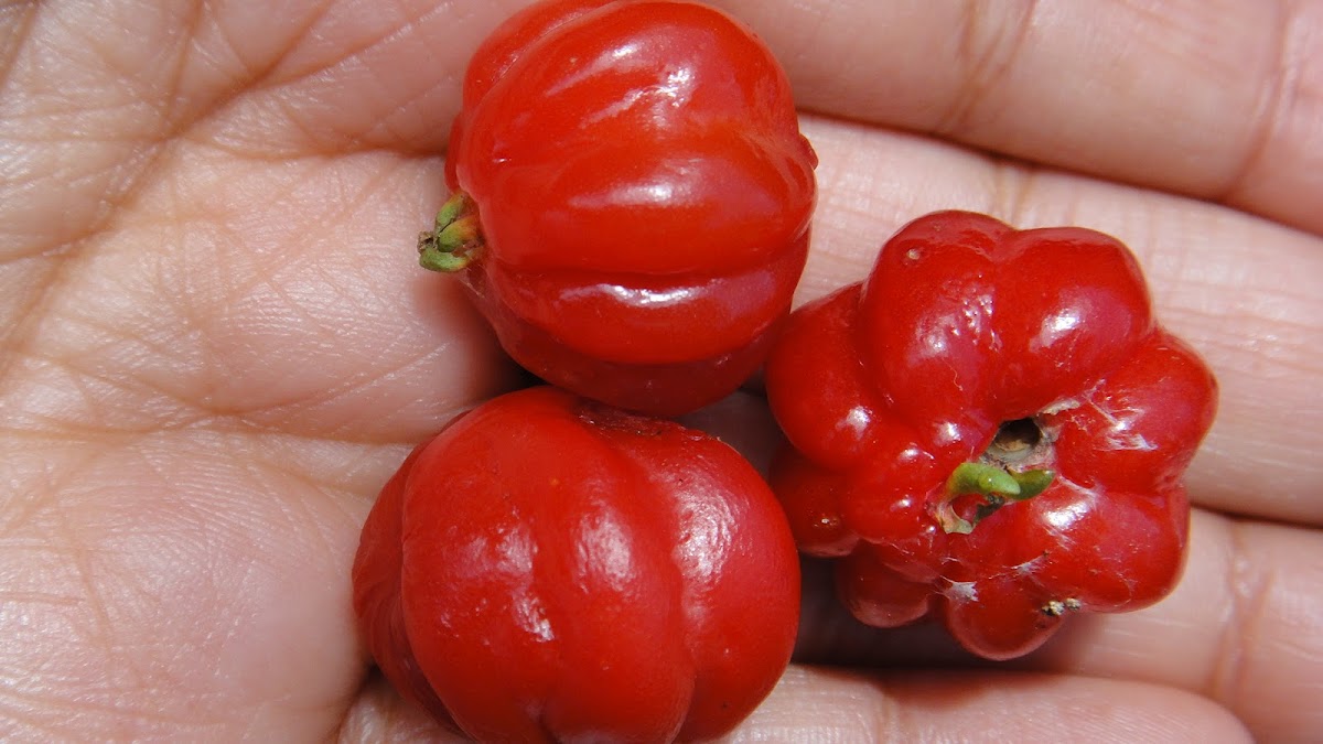 Pitanga -Surinam Cherry