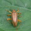 comb-clawed beetle