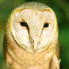 by Faisal Icong - Animals Birds