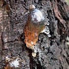 Blackwattle sap