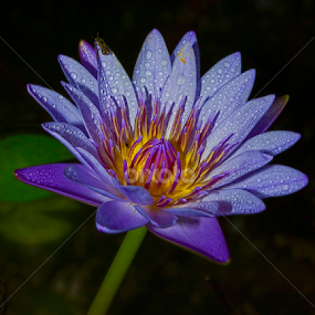 by Kokien Photography - Flowers Single Flower