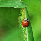 Multicolored Asian Lady Beetle&Video