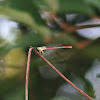 Orange-Tailed Sprite