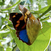 Epiphile butterfly