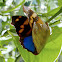 Epiphile butterfly