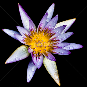 Purple one by Andrial Kusuma - Flowers Single Flower