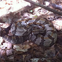 Timber rattler, also known as a cane break rattle snake.