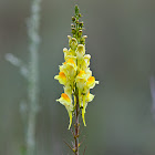 Common Toadflax