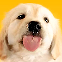 Licking Doggy LWP (PRO) logo