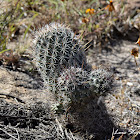 Cactus ( Mammillaria)