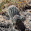 Cactus ( Mammillaria)