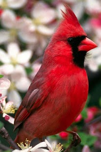 Birds Wallpaper Screenshots 11