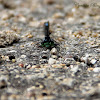 (Male) Pacific Forktail