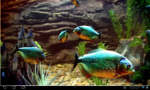 Piranha Aquarium 3D lwp - screenshot thumbnail
