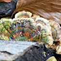 Green Turkey Tail Fungus