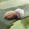 Two different species of treehopper eggs