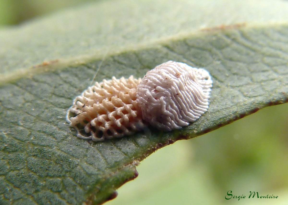 Two different species of treehopper eggs