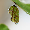 Common Crow butterfly chrysalis