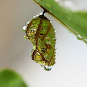 Common Crow butterfly chrysalis