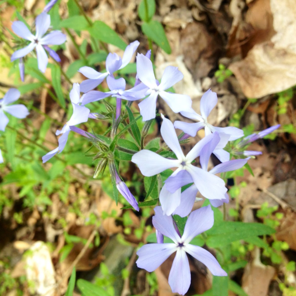 Wild Blue Phlox