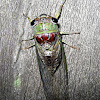 Small cicadas