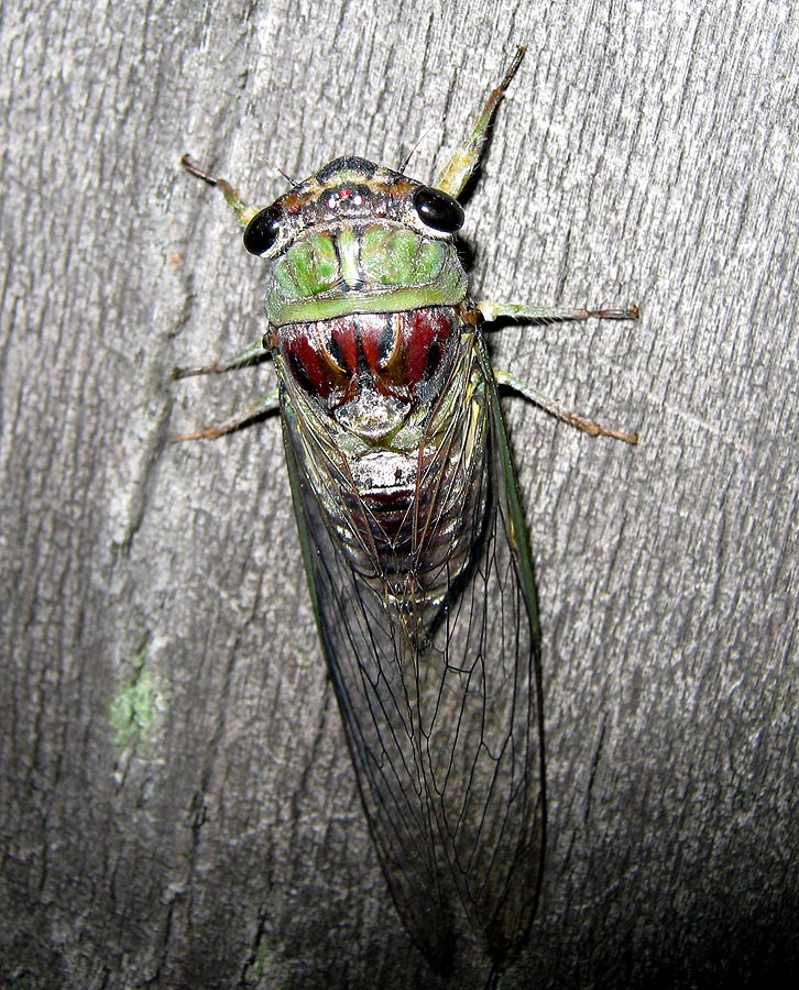 Small cicadas