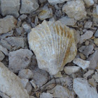 Shell fossil