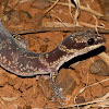 Marbled Velvet Gecko