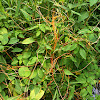 Dodder (parasitic plant)
